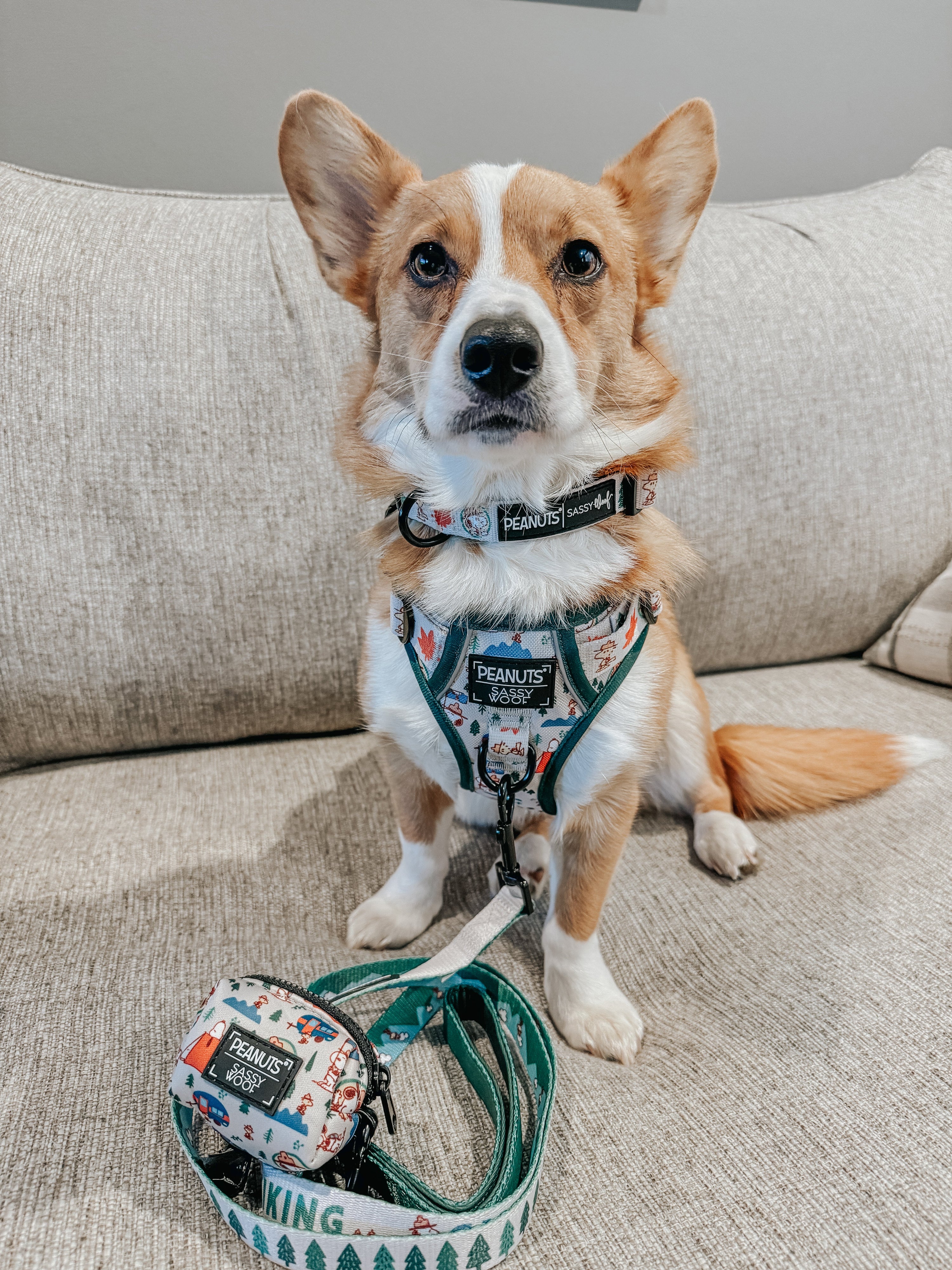 Dog Collar - Peanuts™ Beagle Scouts