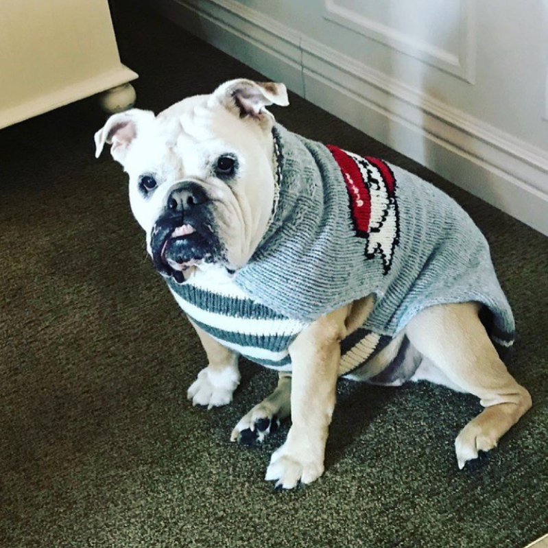 Chilly Dog Tattooed Mom Knit Wool Dog Sweater