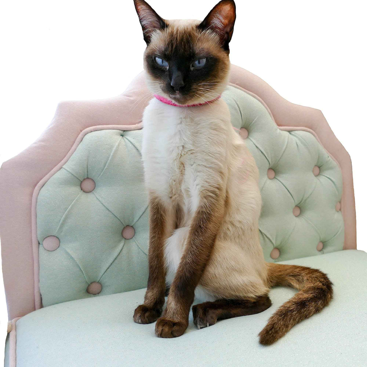 Jackelyn Bespoke Luxury Dog and Cat Bed