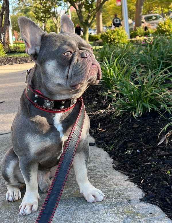 Bestia Eros 2-Inch Wide Leather Dog Collar