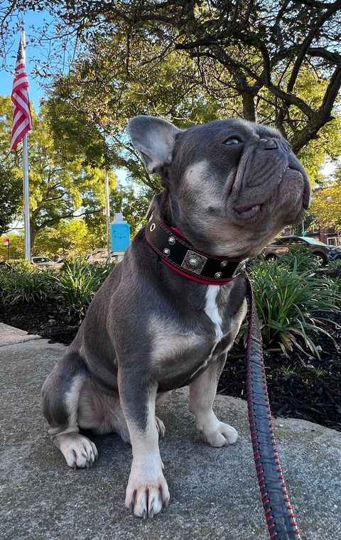 Bestia Eros 2-Inch Wide Leather Dog Collar