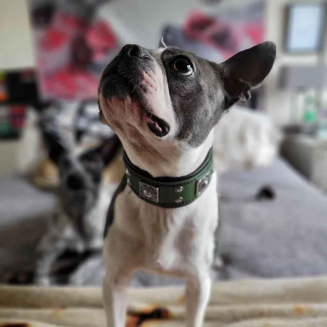 Bestia Eros 2-Inch Wide Green Leather Dog Collar