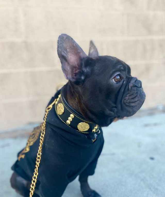 Bestia Maximus 2-Inch Wide Gold Decoration Leather Dog Collar