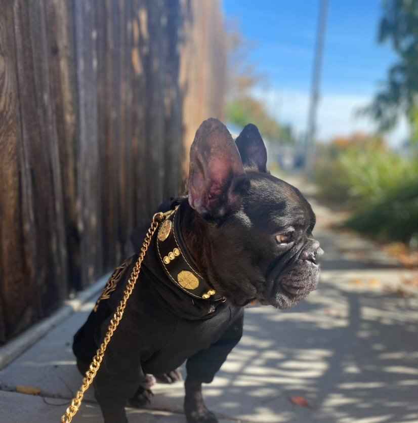 Bestia Maximus 2-Inch Wide Gold Decoration Leather Dog Collar