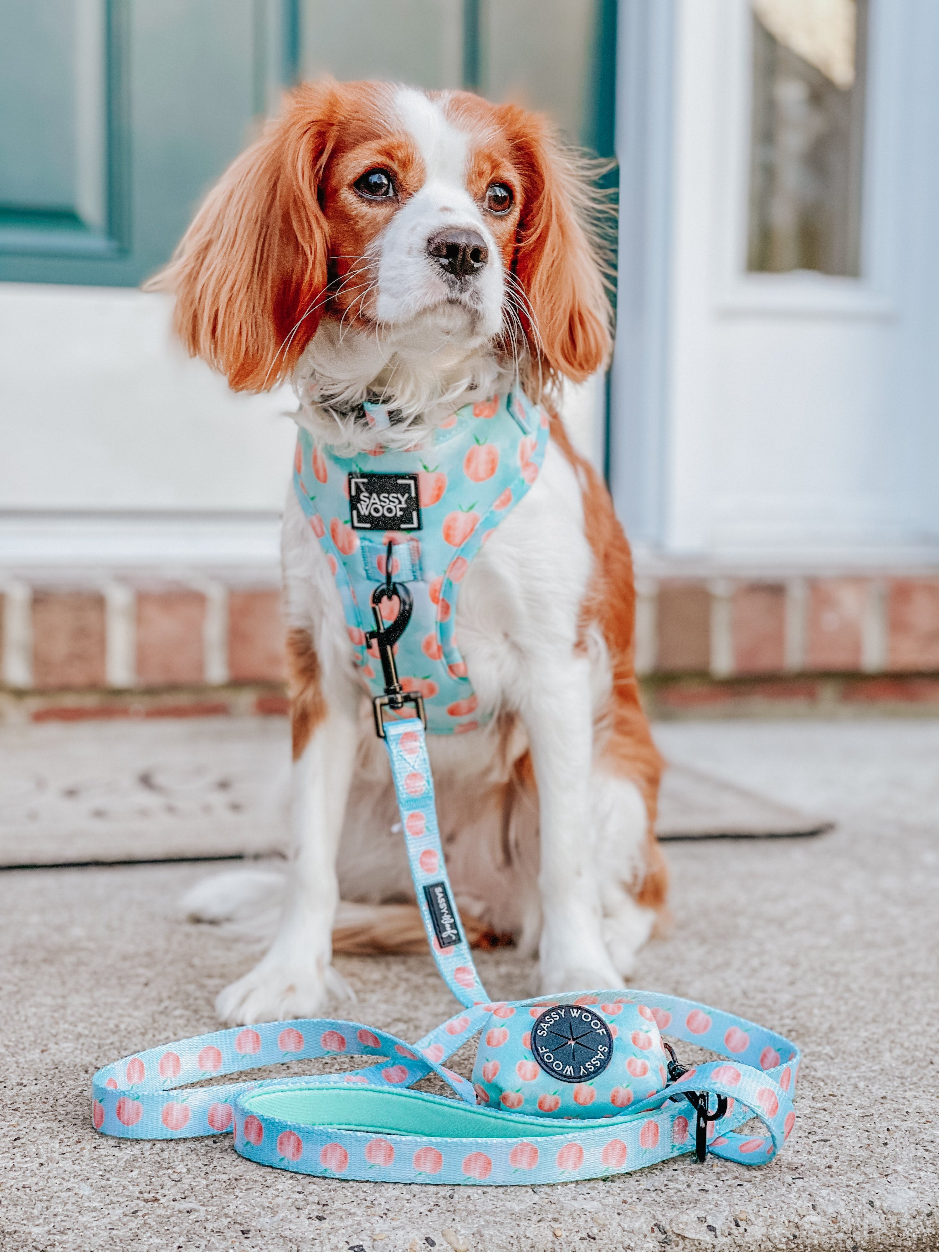 Dog Leash - Peach Please
