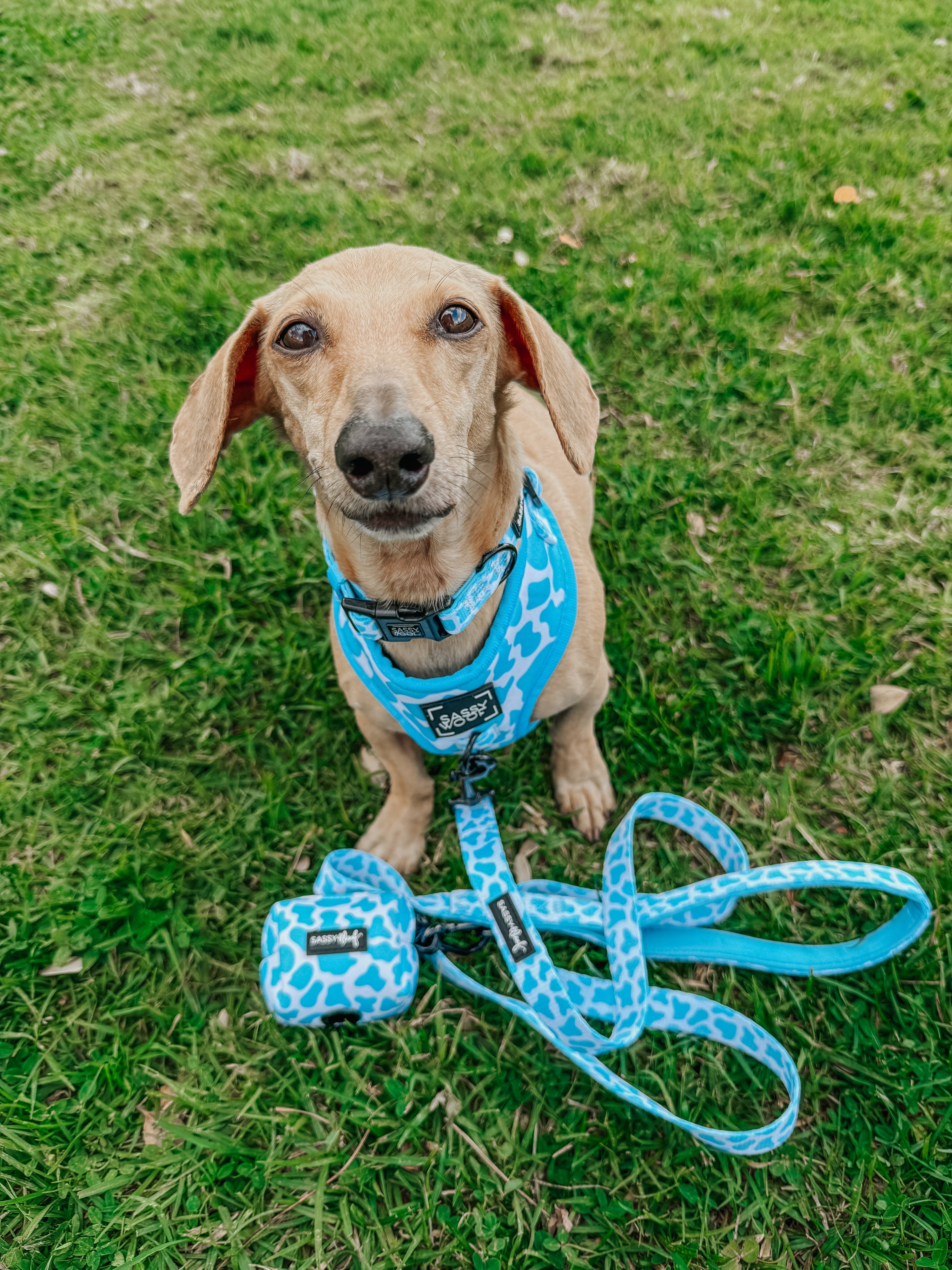 Dog Collar - Blueberry Milk