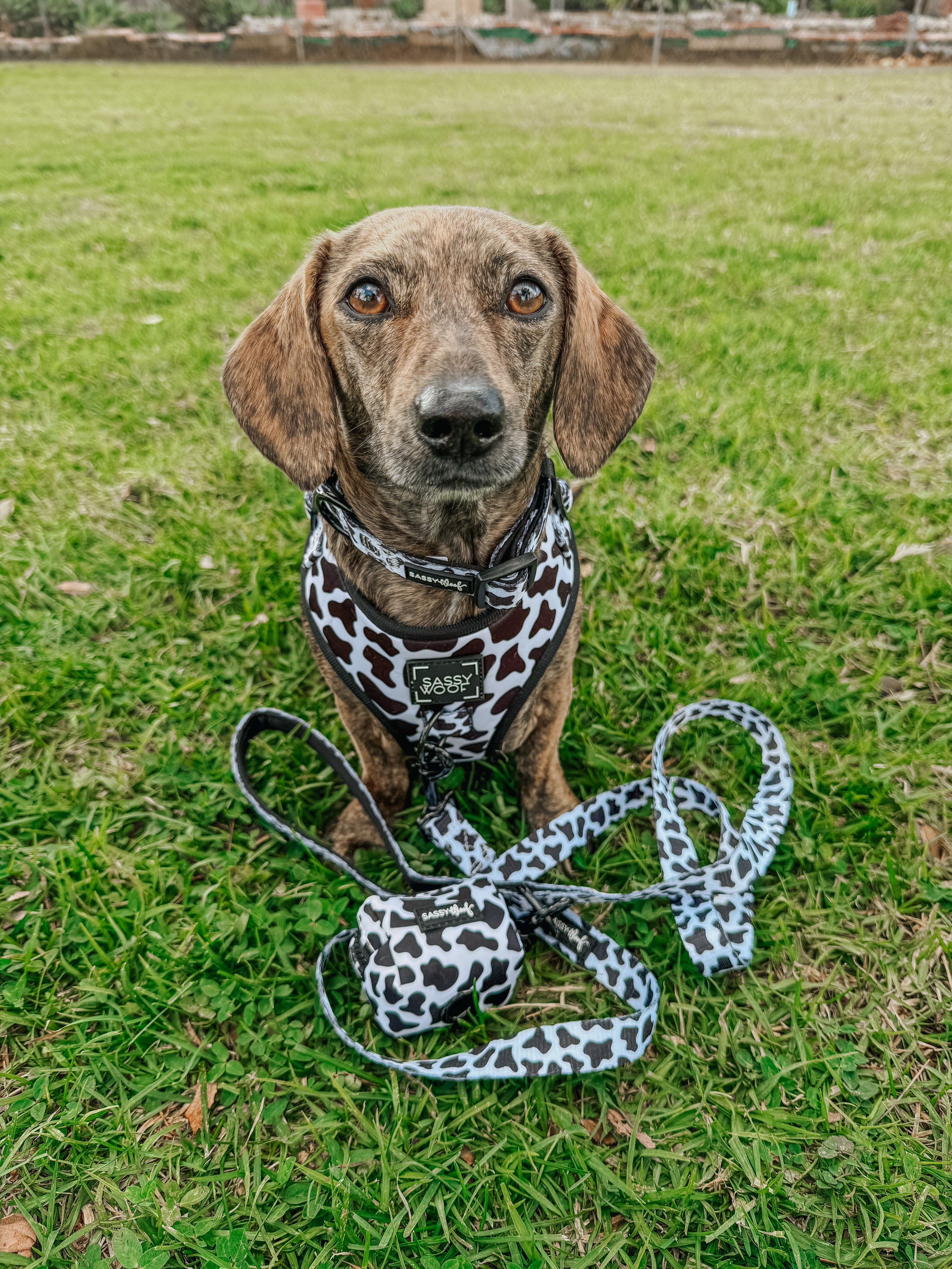 Dog Leash - Whole Milk