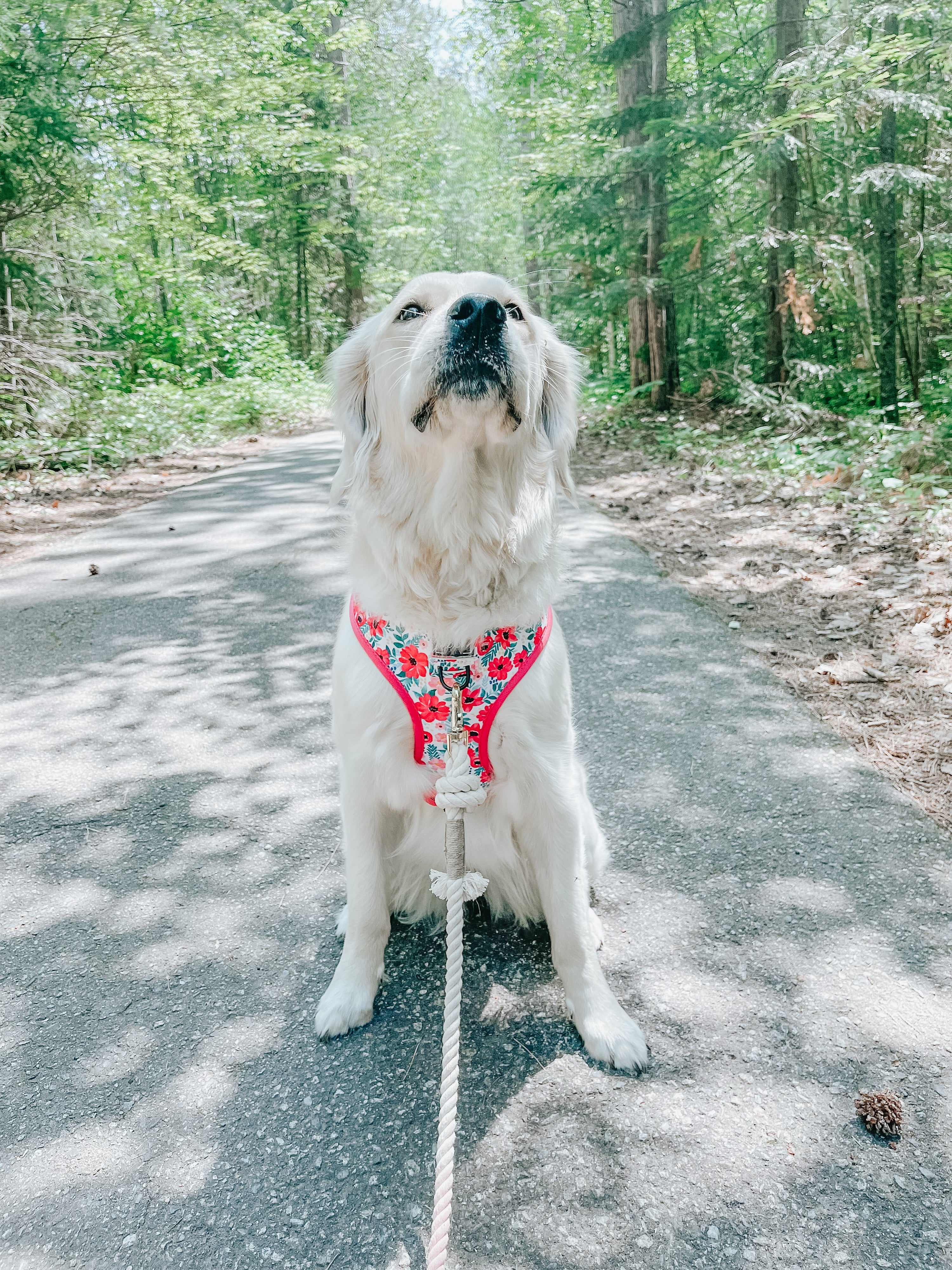 Dog Reversible Harness - Floral Frenzy