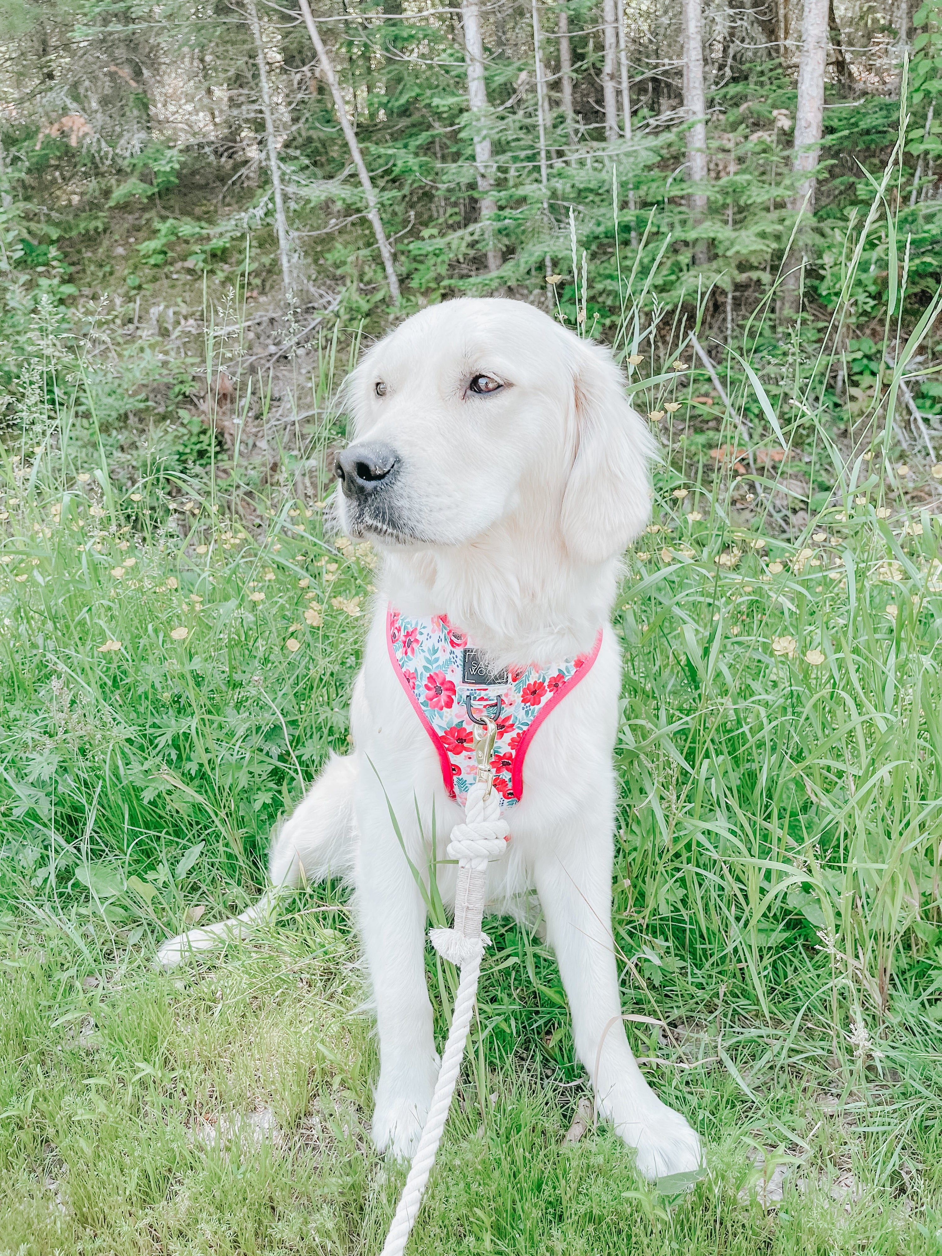 Dog Reversible Harness - Floral Frenzy
