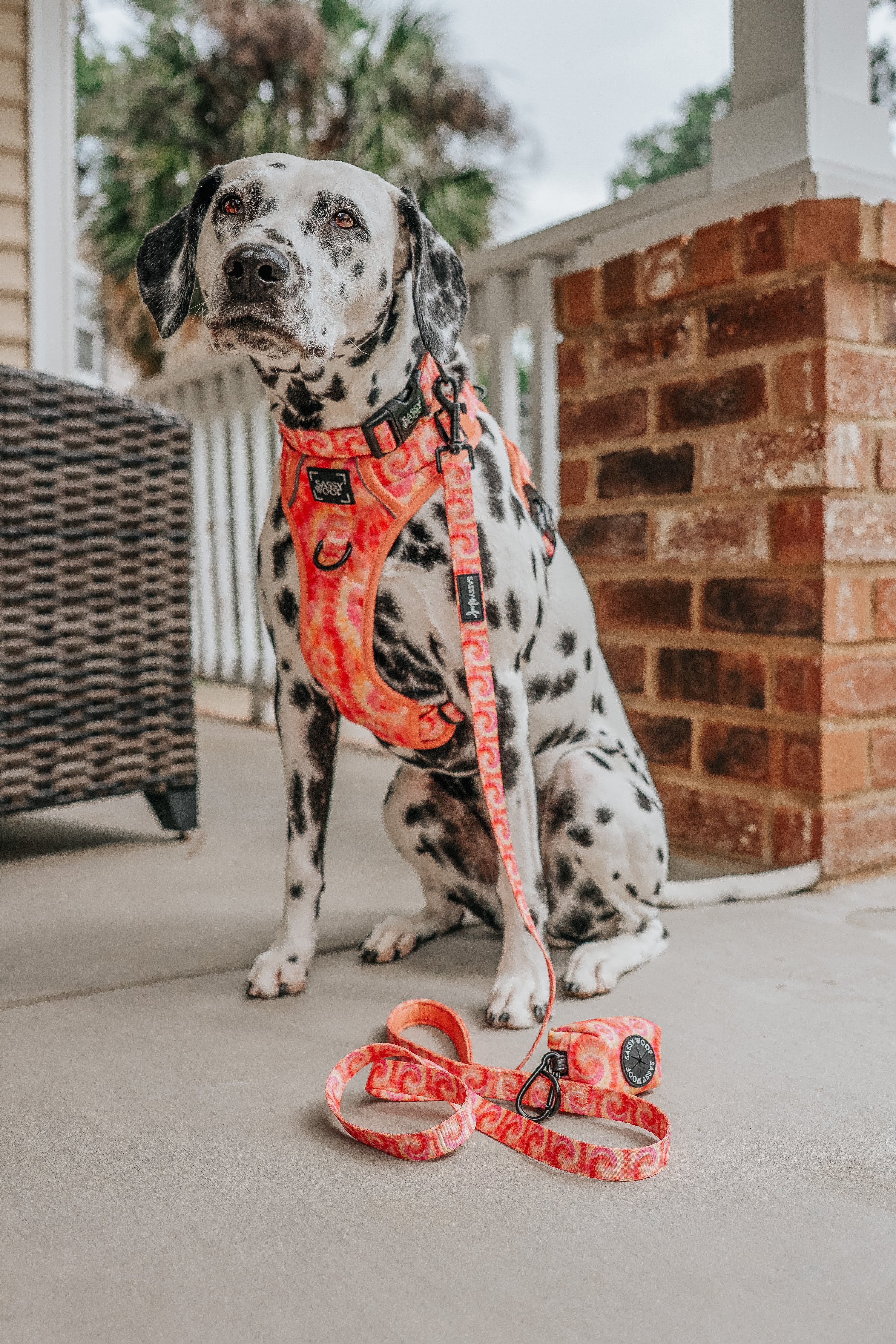 Dog Collar - Summer Sorbet