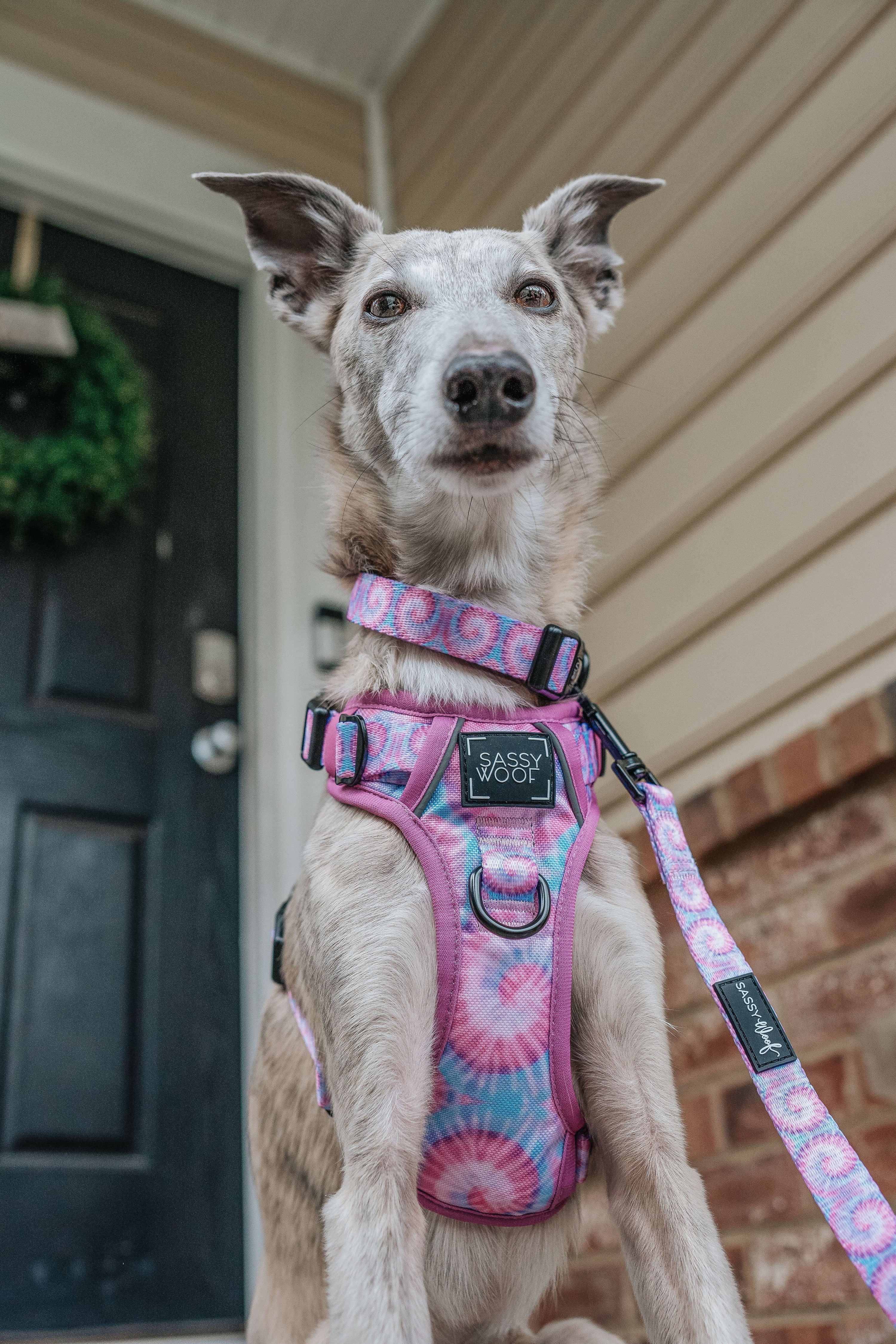 Dog Collar - Purple Haze