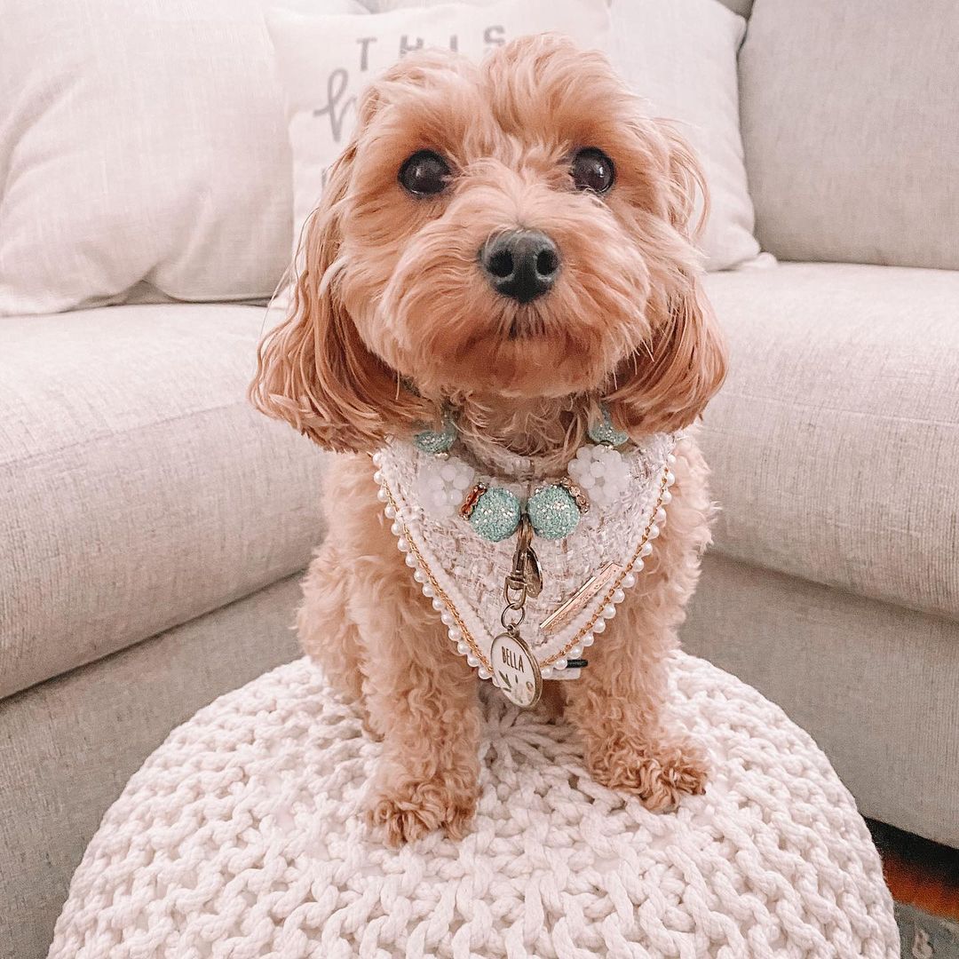 Coco Runway: Mademoiselle Coco Bandana