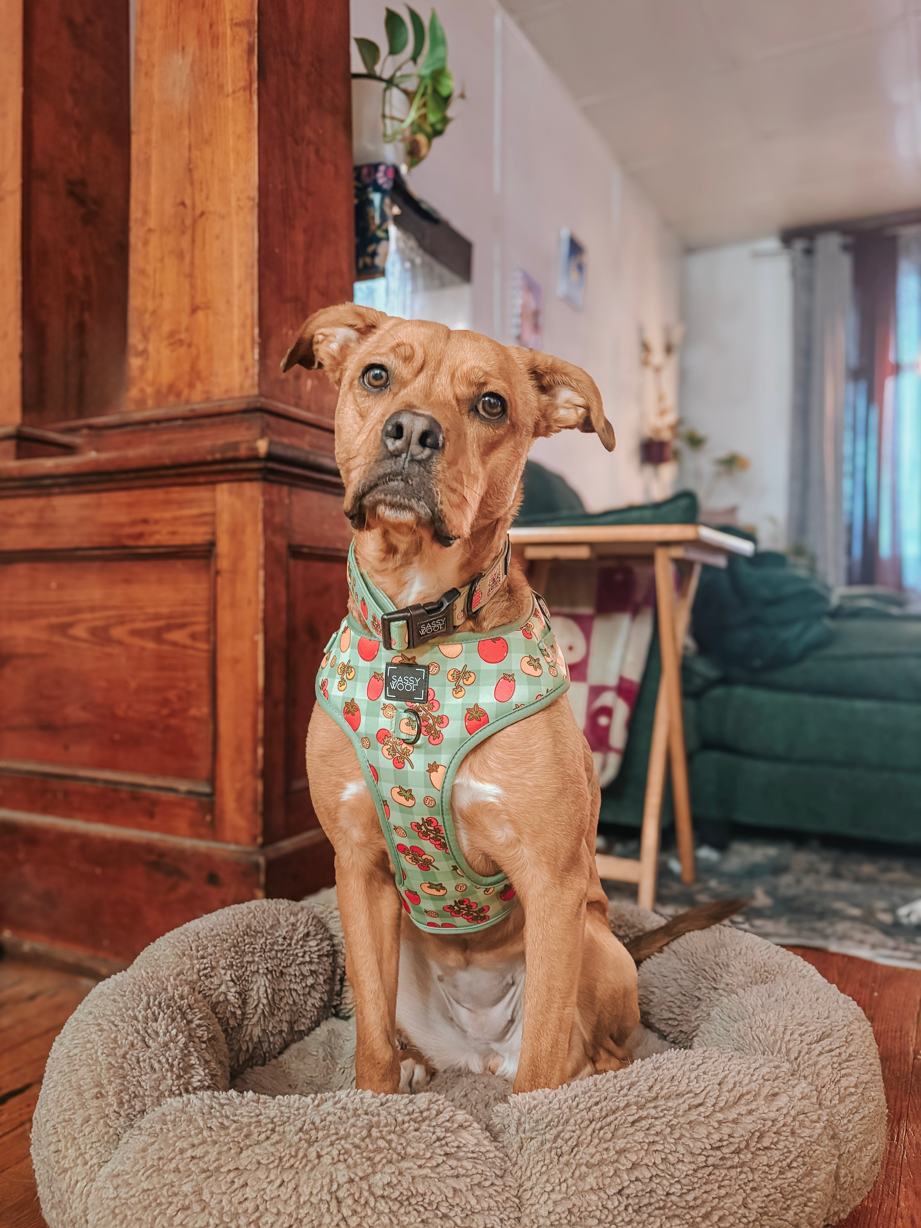 Dog Collar - Feeling Vine