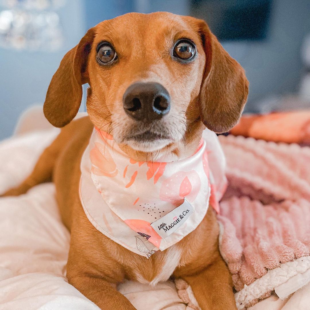 Classics: Just Peachy