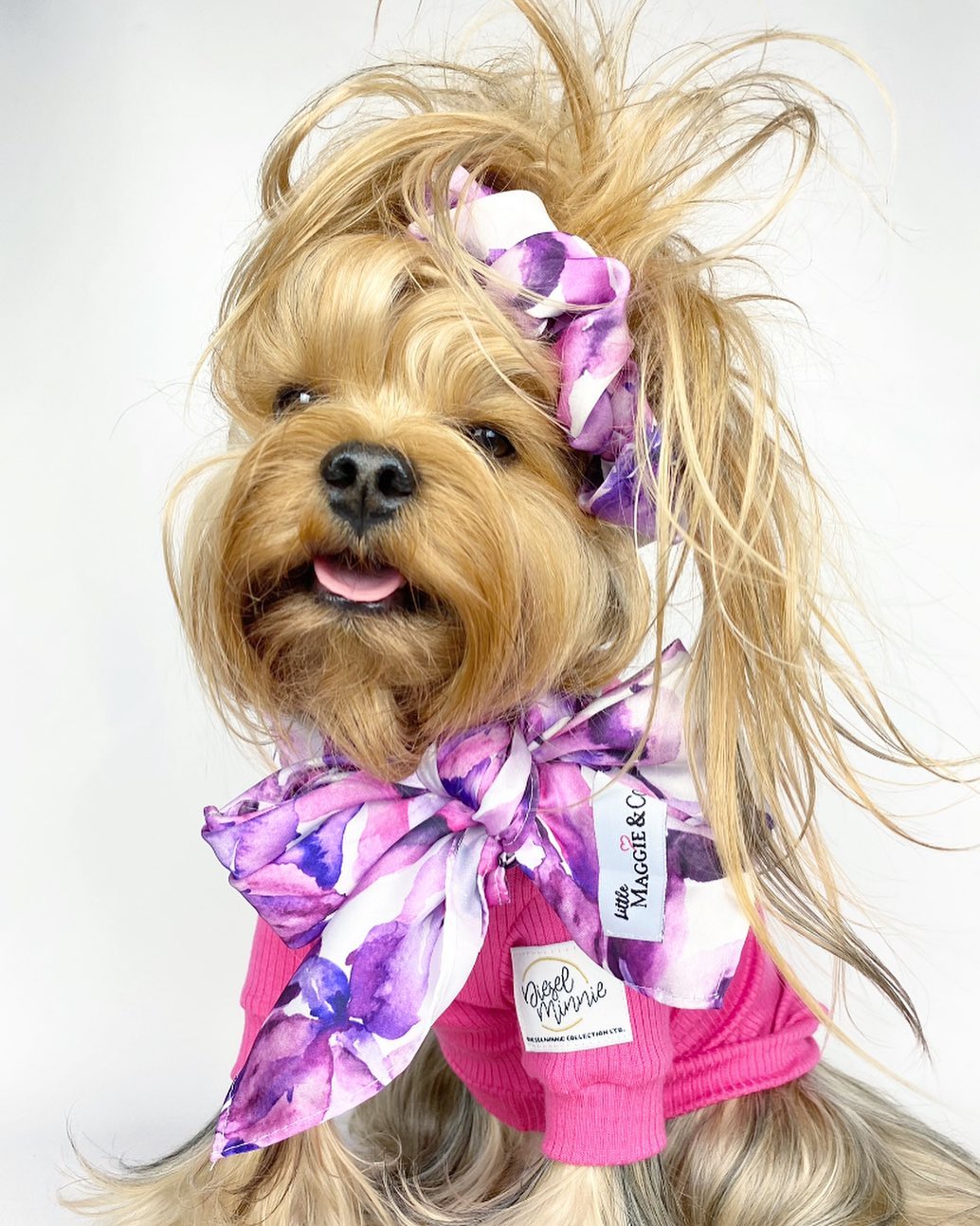 Classics: Fuchsia Blooms