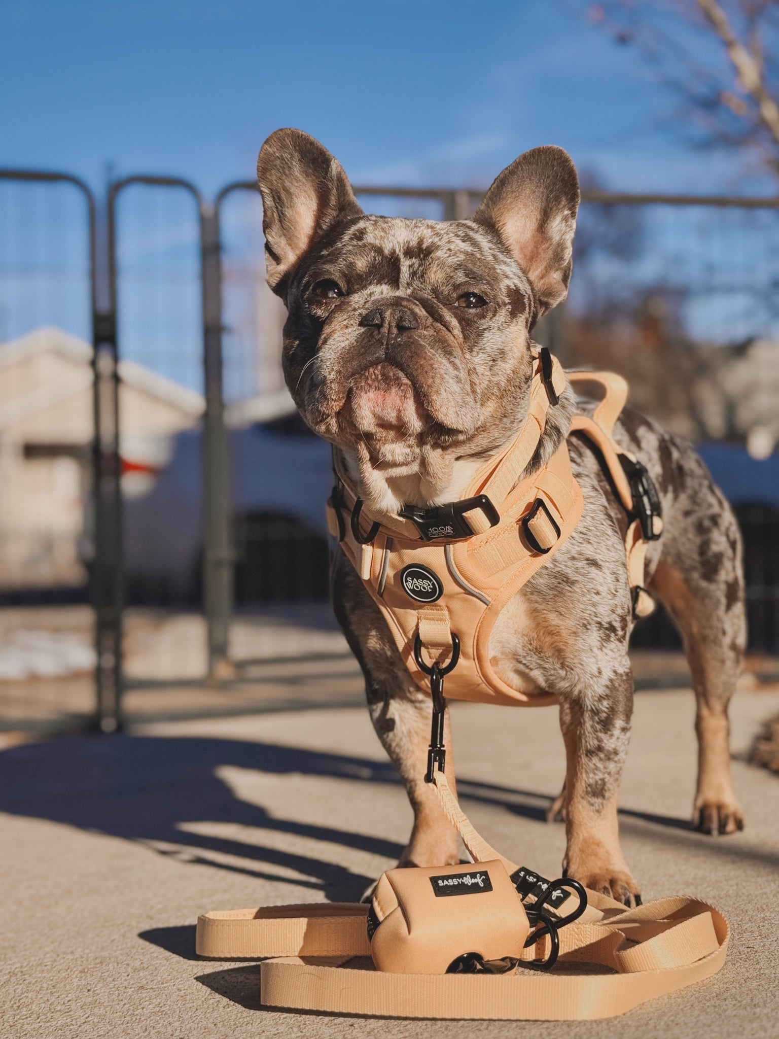 Dog Step-in Harness - Daffodil