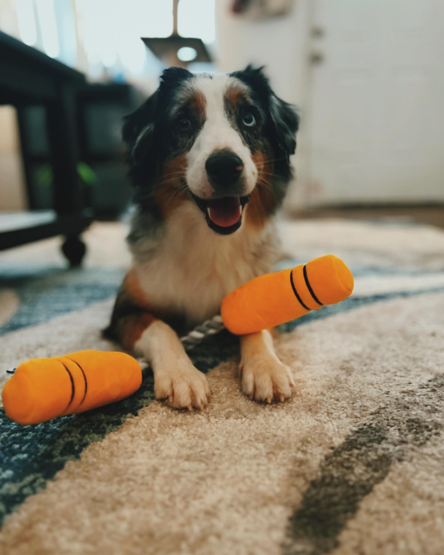 Pet Toy: NUNCHUCKS TUG ROPE INTERACTIVE TOY