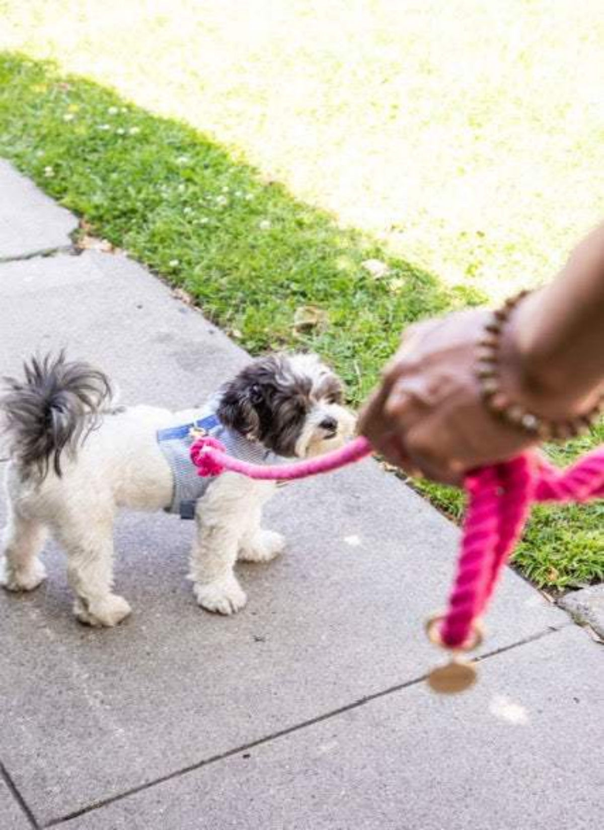Glow Pups: Bright Pink Boho Chic Cotton Rope Dog Leash