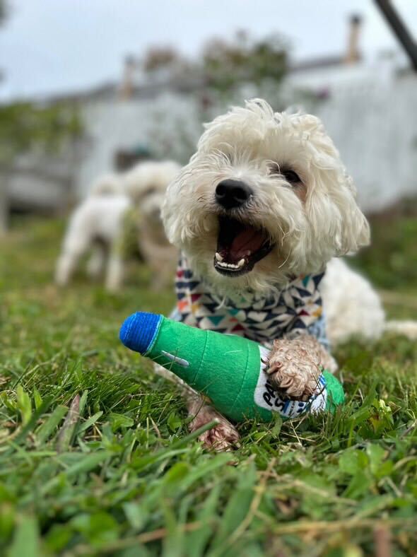 Pawty Soju Bottle Plush Dog Toy