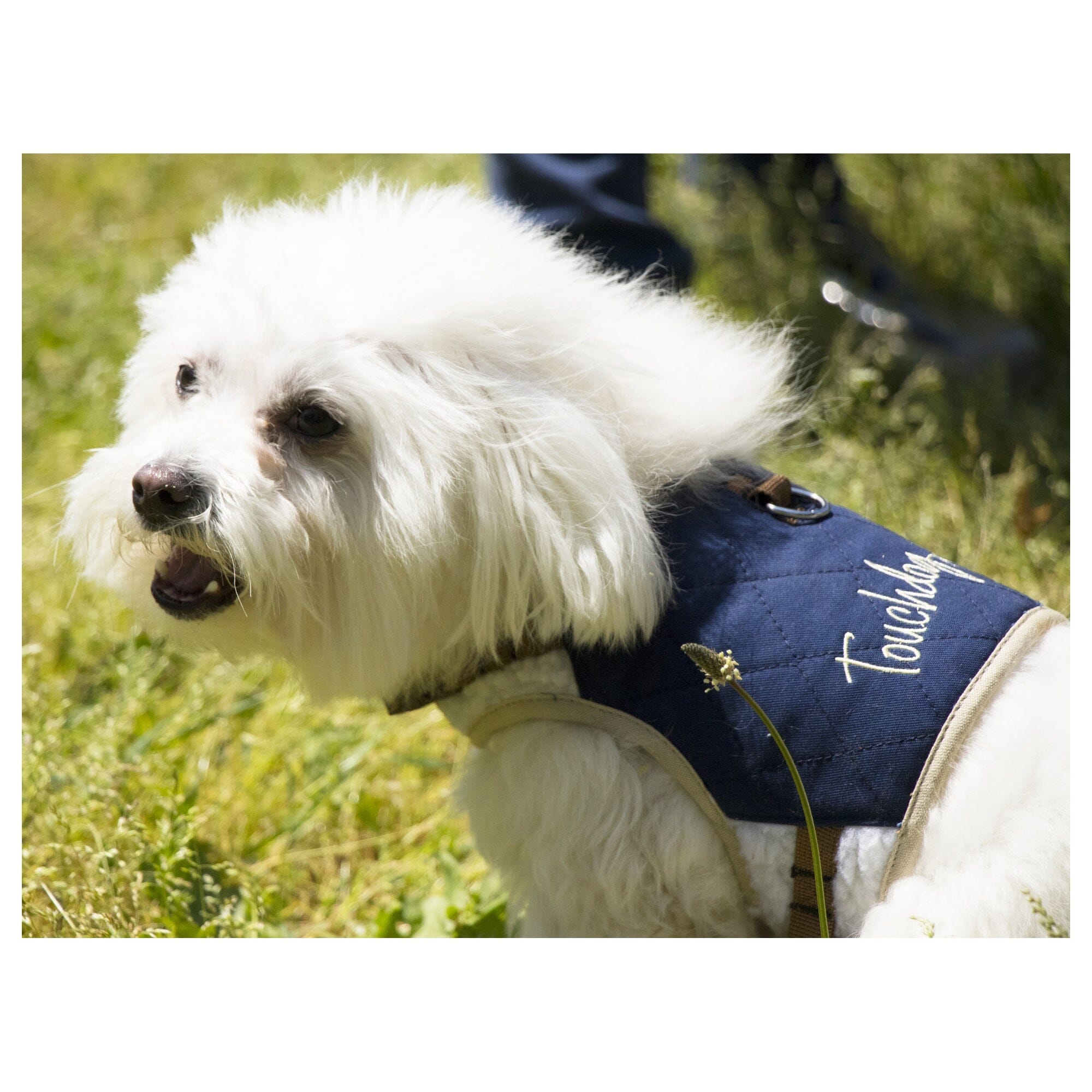 Touchdog Tough-Boutique 2-in-1 Adjustable Fashion Dog Harness and Leash | HT Animal Supply