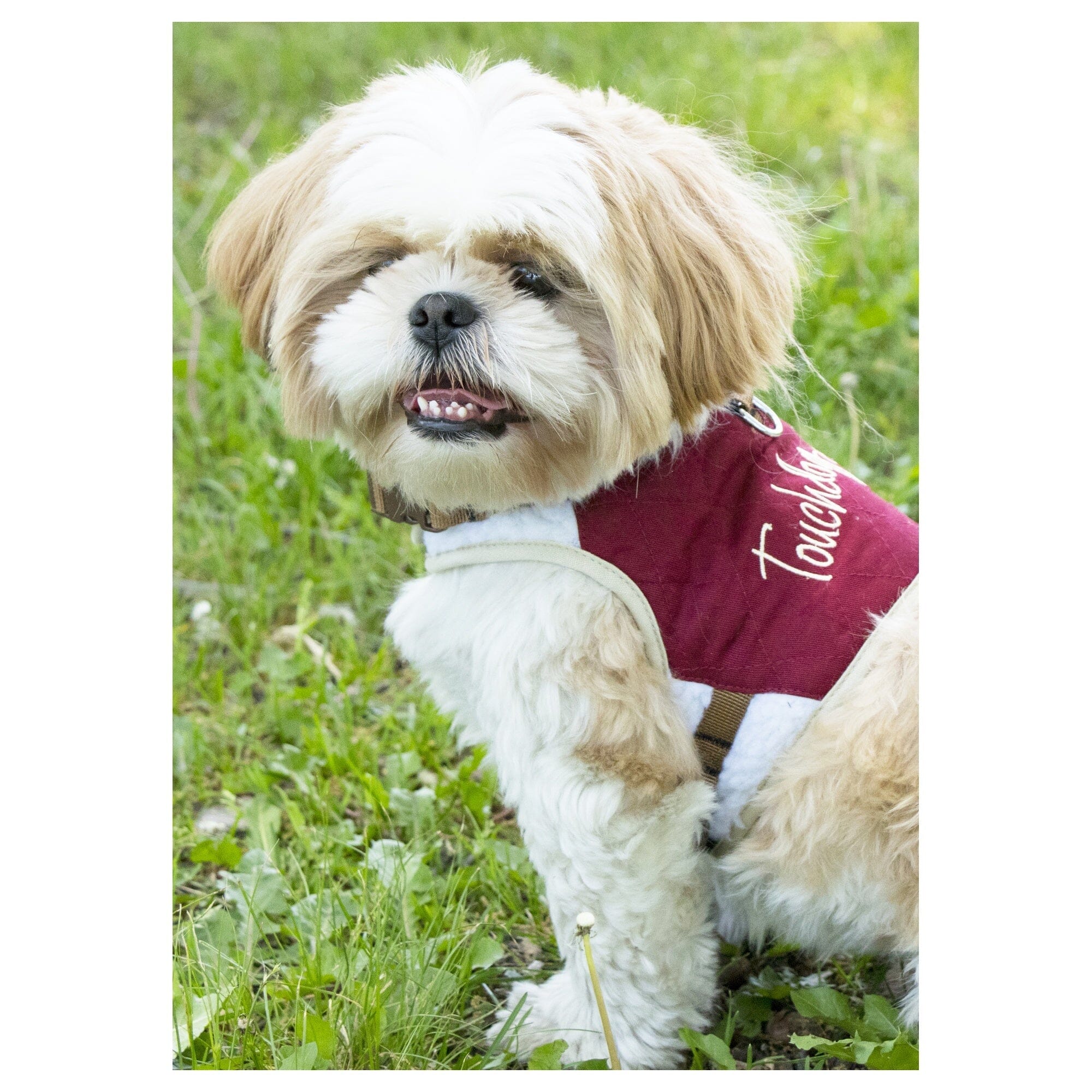 Touchdog Tough-Boutique 2-in-1 Adjustable Fashion Dog Harness and Leash | HT Animal Supply
