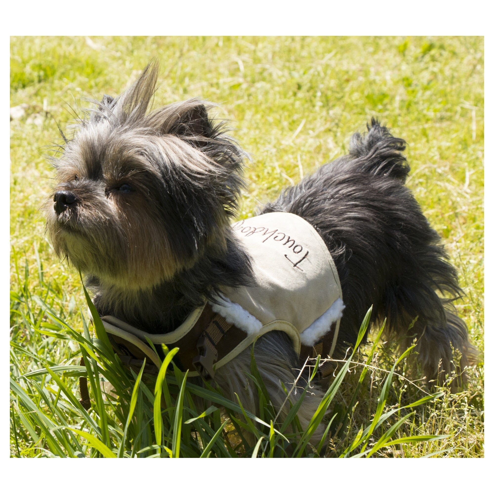 Touchdog Tough-Boutique 2-in-1 Adjustable Fashion Dog Harness and Leash | HT Animal Supply