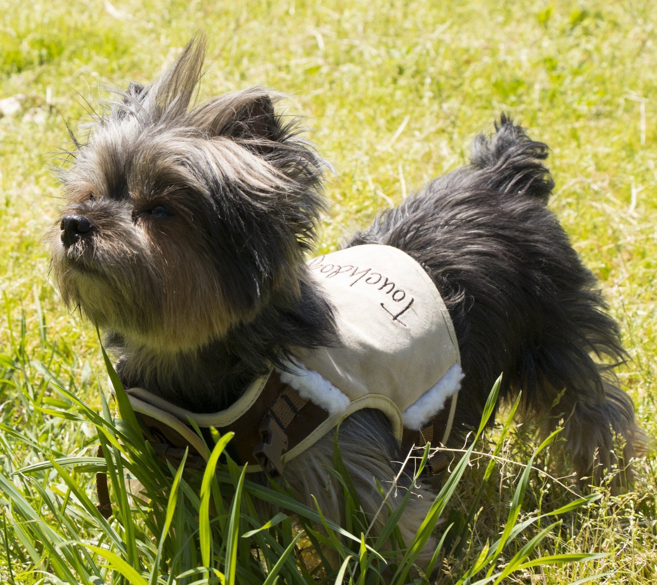 Touchdog Tough-Boutique 2-in-1 Adjustable Fashion Dog Harness and Leash
