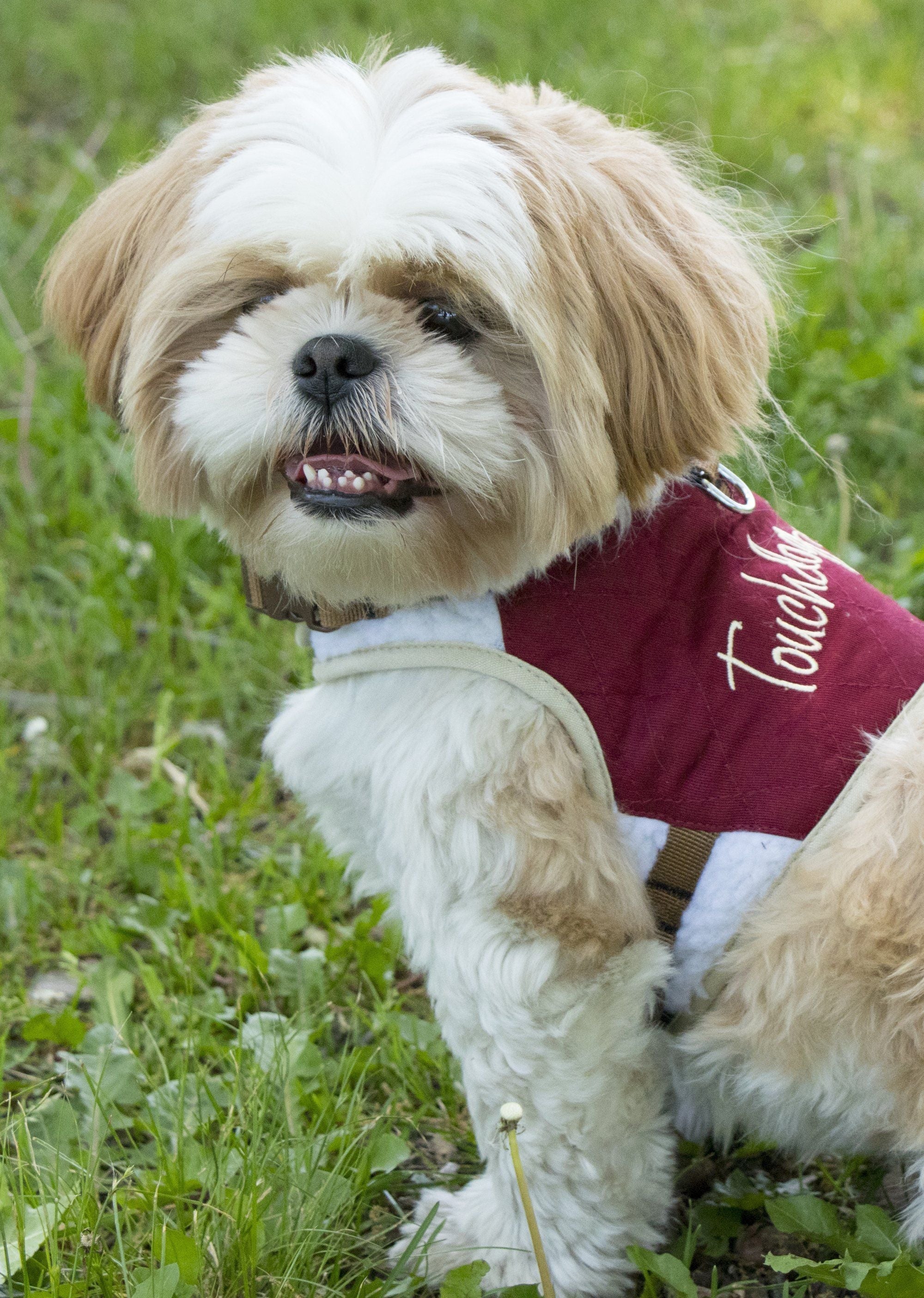 Touchdog Tough-Boutique 2-in-1 Adjustable Fashion Dog Harness and Leash