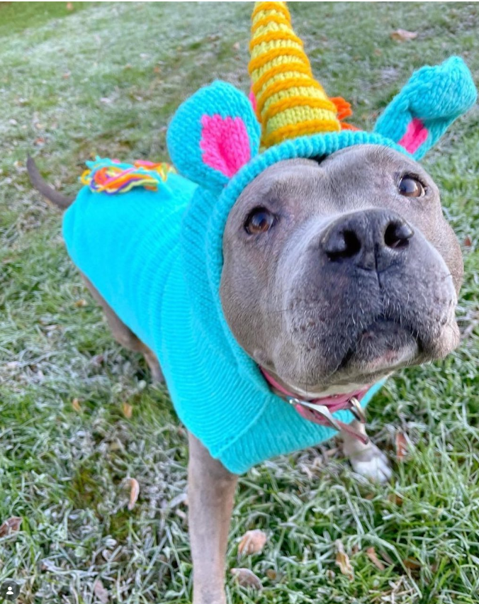 Chilly Dog Unicorn Wool Dog Sweater
