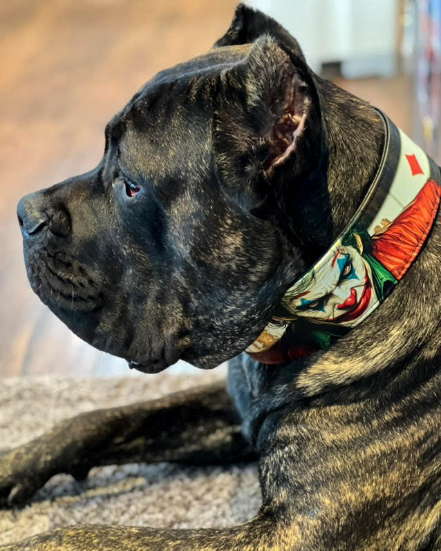 Bestia Joker Limited Edition Leather Dog Collar