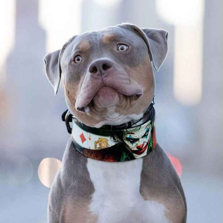 Bestia Joker Limited Edition Leather Dog Collar