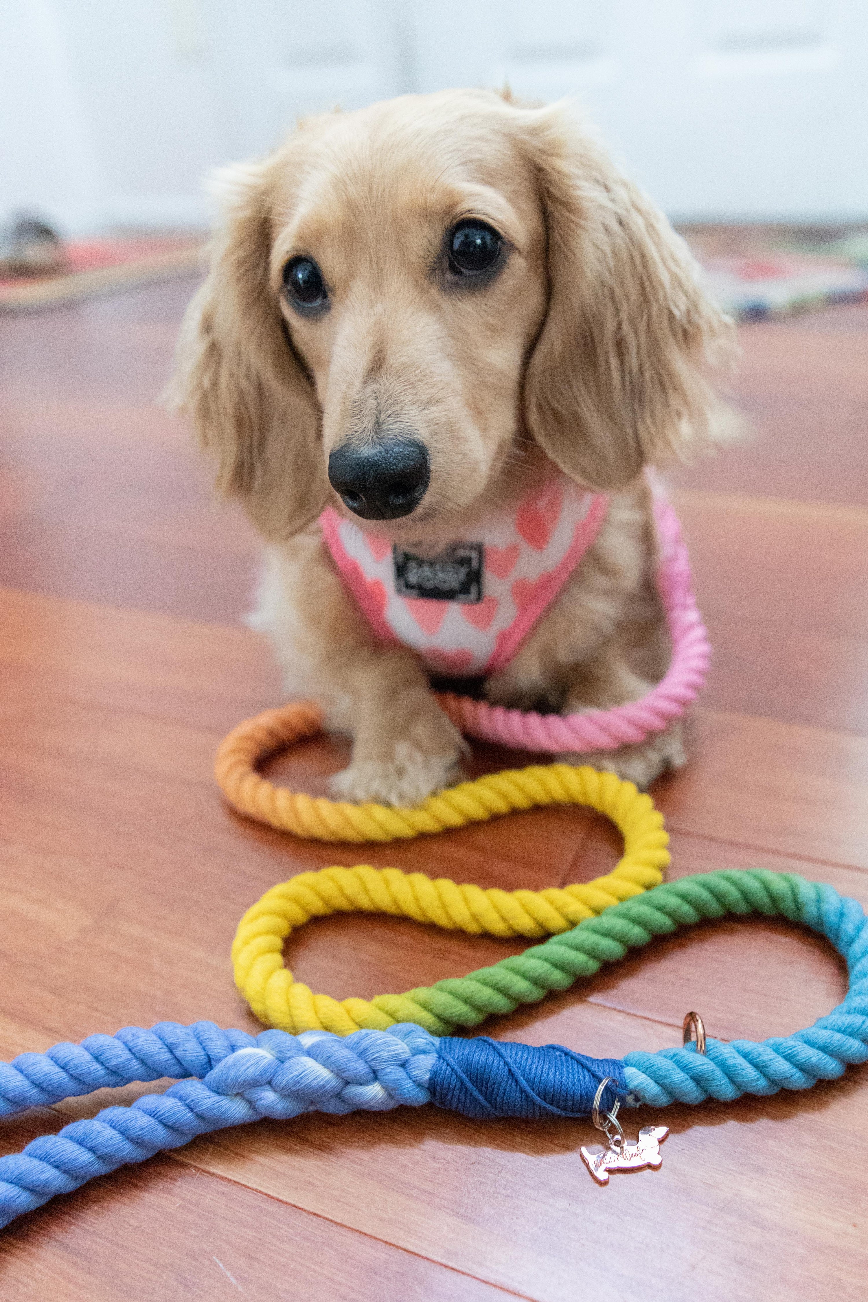 Dog Rope Leash - Sprinkles