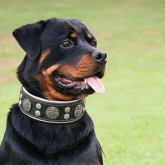 Bestia Hektor Leather Dog Collar
