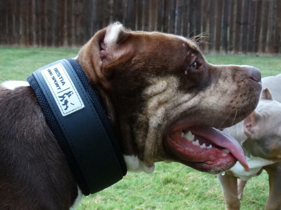 Bestia Dog Sport Collar