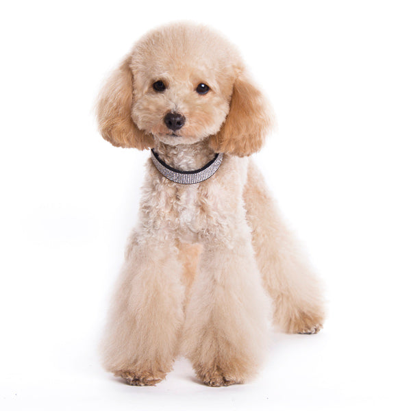 DOGO VIP Bling Dog Collar