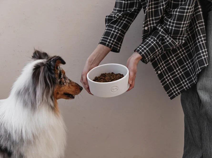 Ceramic Pet Bowl