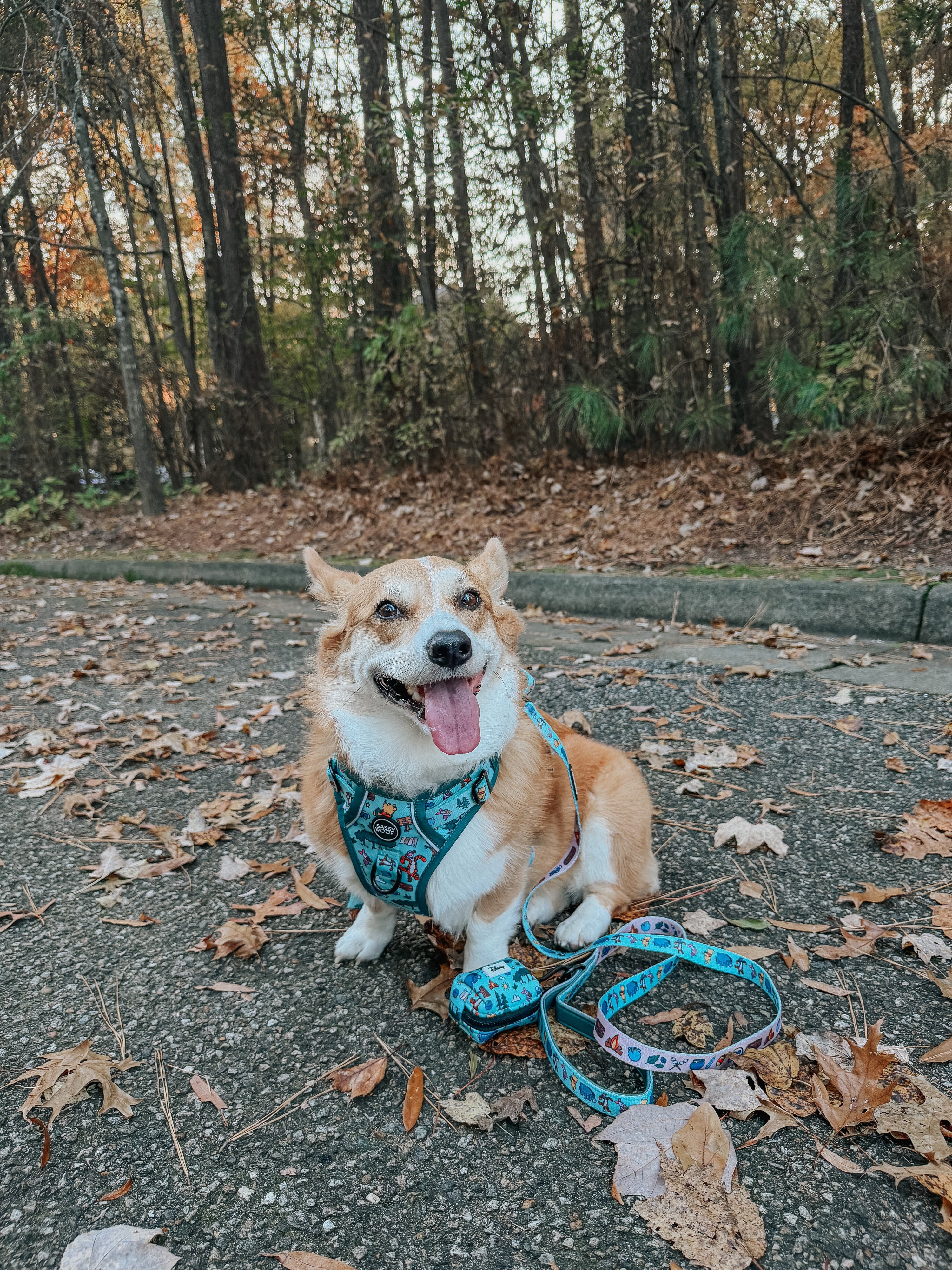 Dog Leash - Disneys Winnie the Pooh