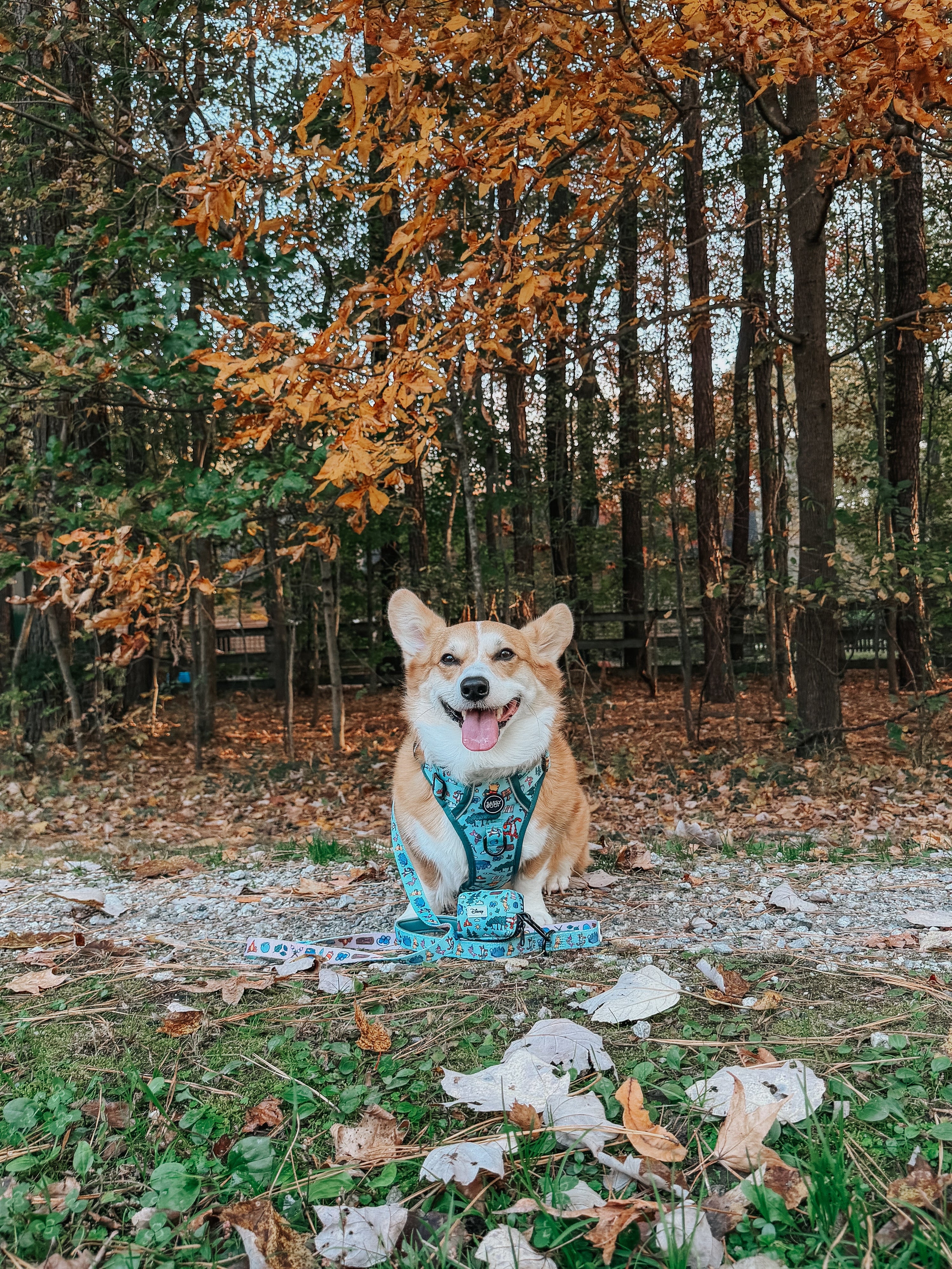 Dog Step-in Harness - Disneys Winnie the Pooh