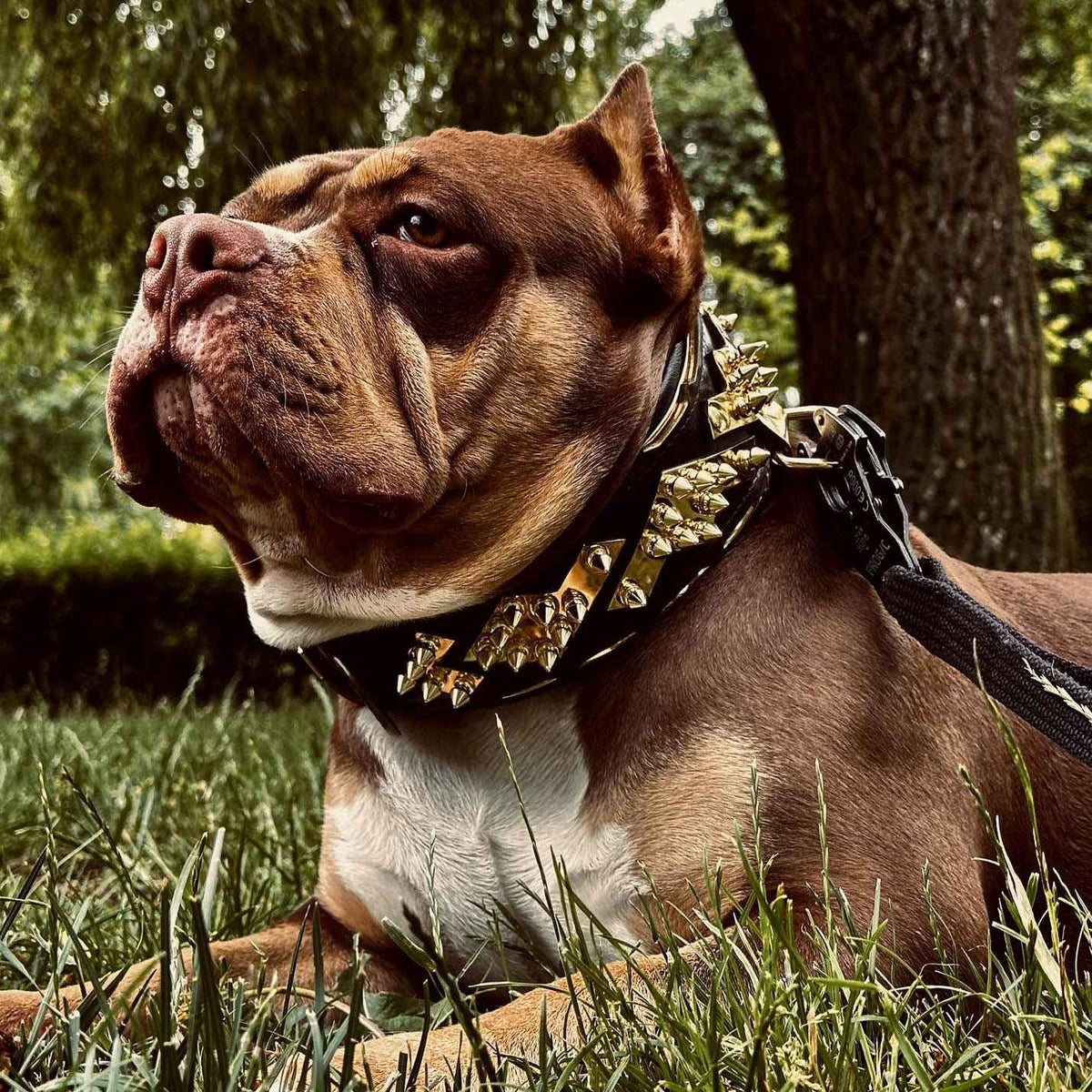Bestia Midas Gold Leather Dog Collar