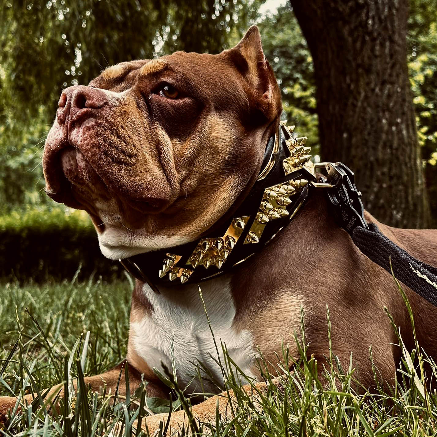 Bestia Dog Gear Genuine Leather Dog Collar - Gold 