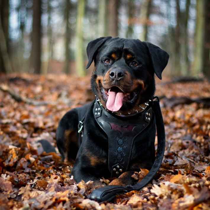 Bestia Batman Leather Medium Dog Harness