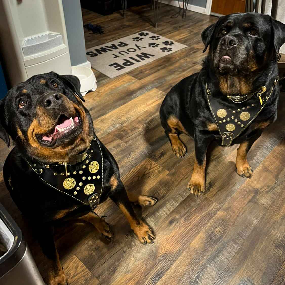 Bestia Maximus Black Brass Rivets Leather Large Breed Dog Harness, Collar & Leash Set