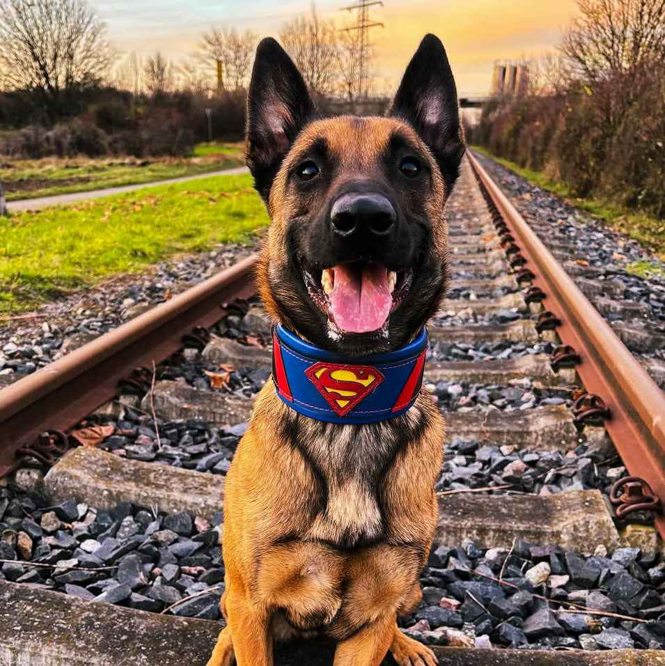 Bestia Superdog Leather Dog Collar