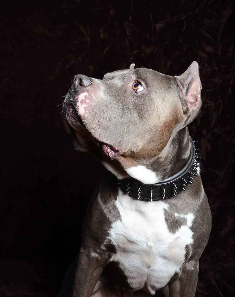 Bestia Black Giant Leather Dog Collar
