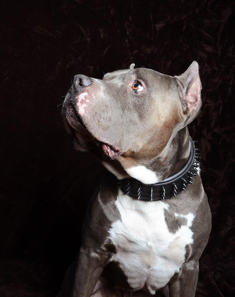 Black Giant collar