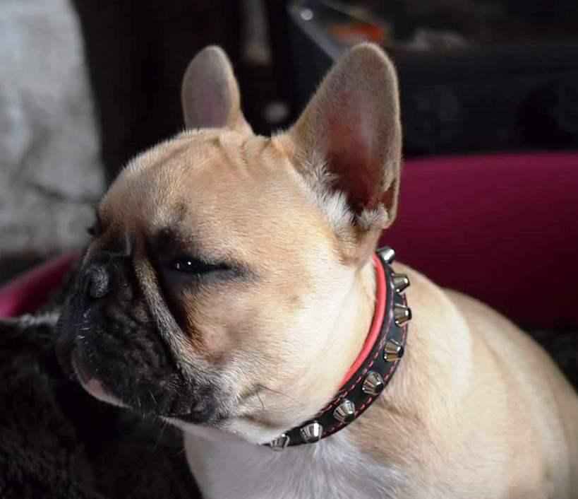 Bestia Rock Leather Dog Collar