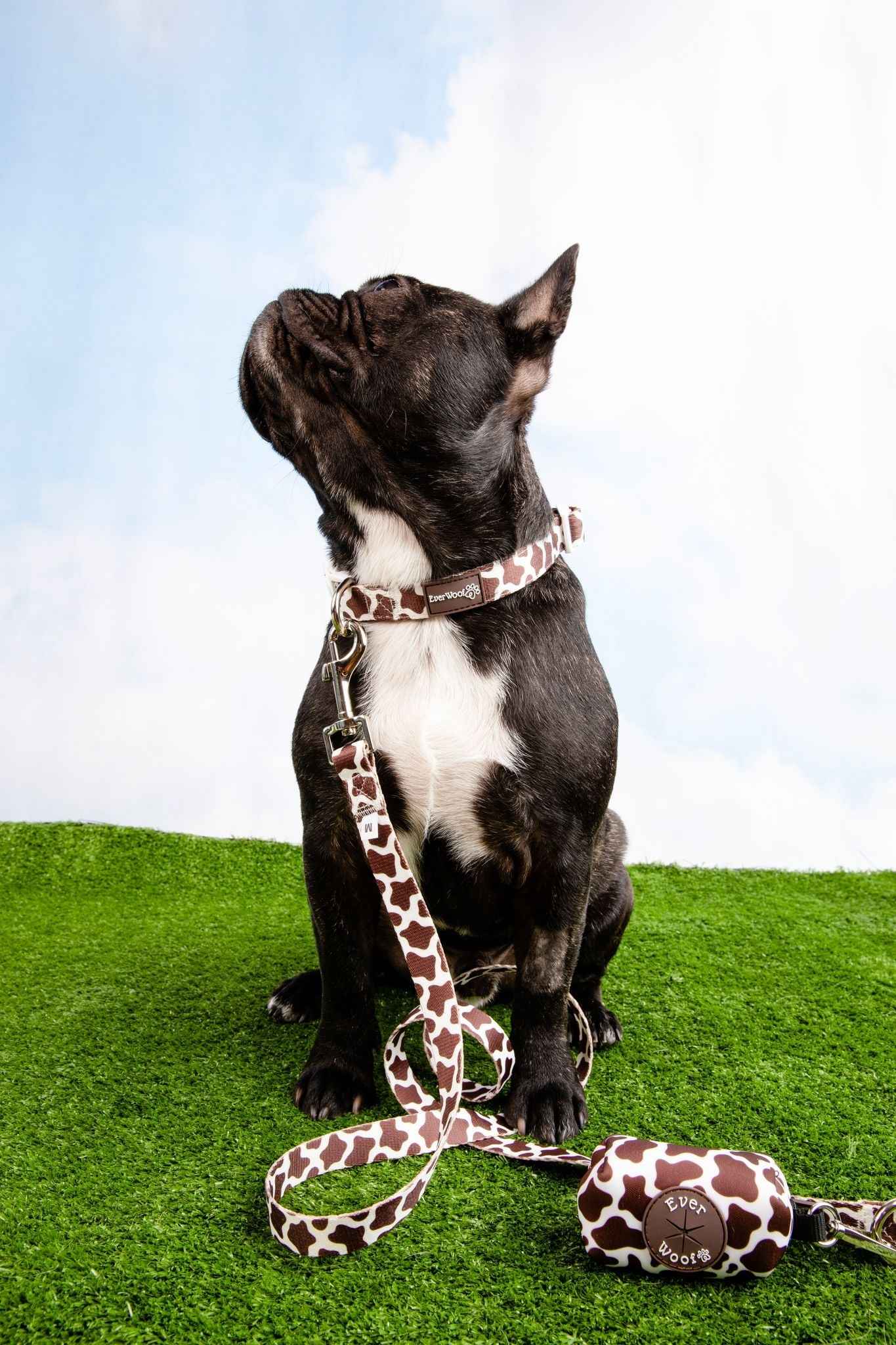 Chocolate Cow Collar