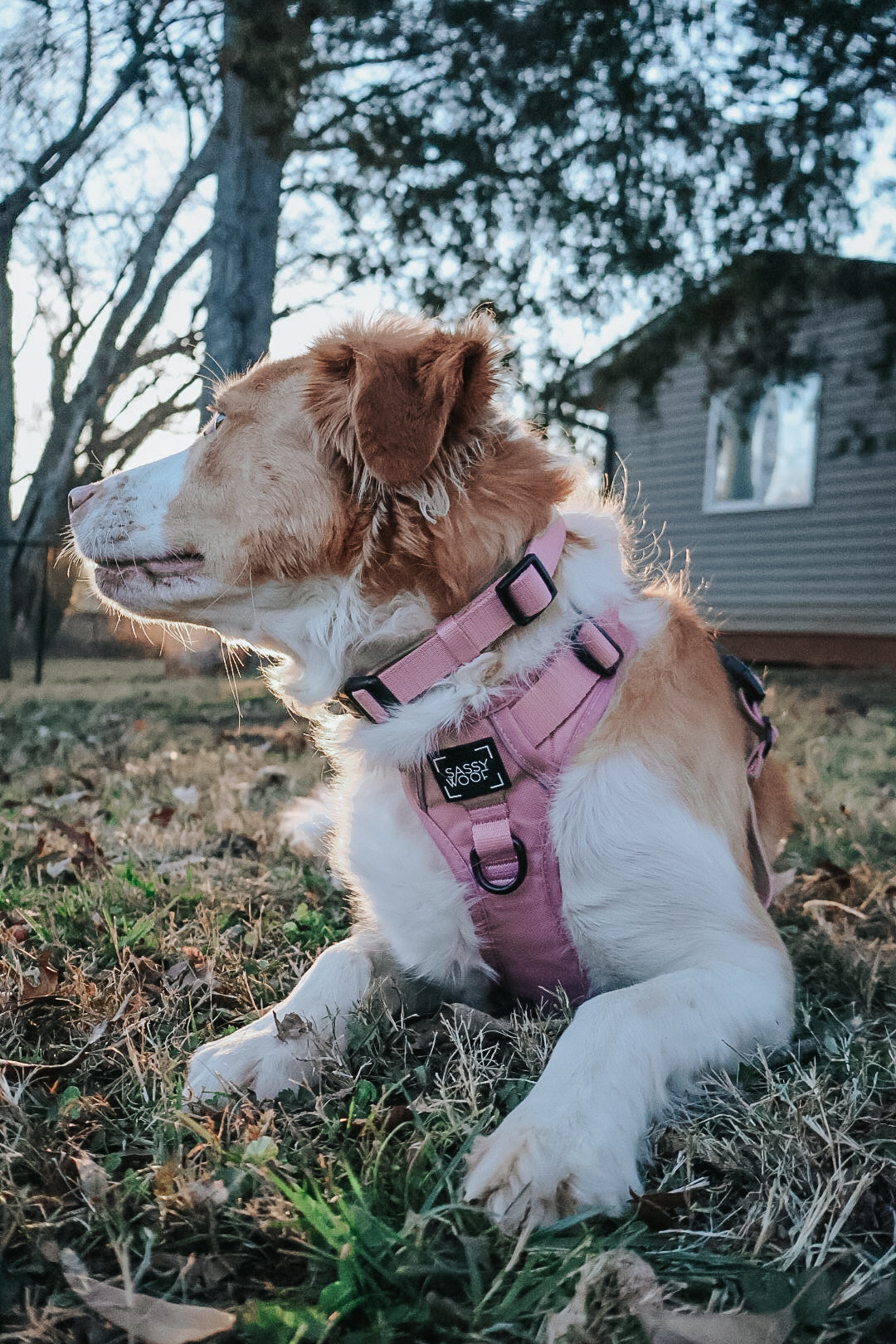 Dog Collar - Dusty Rose