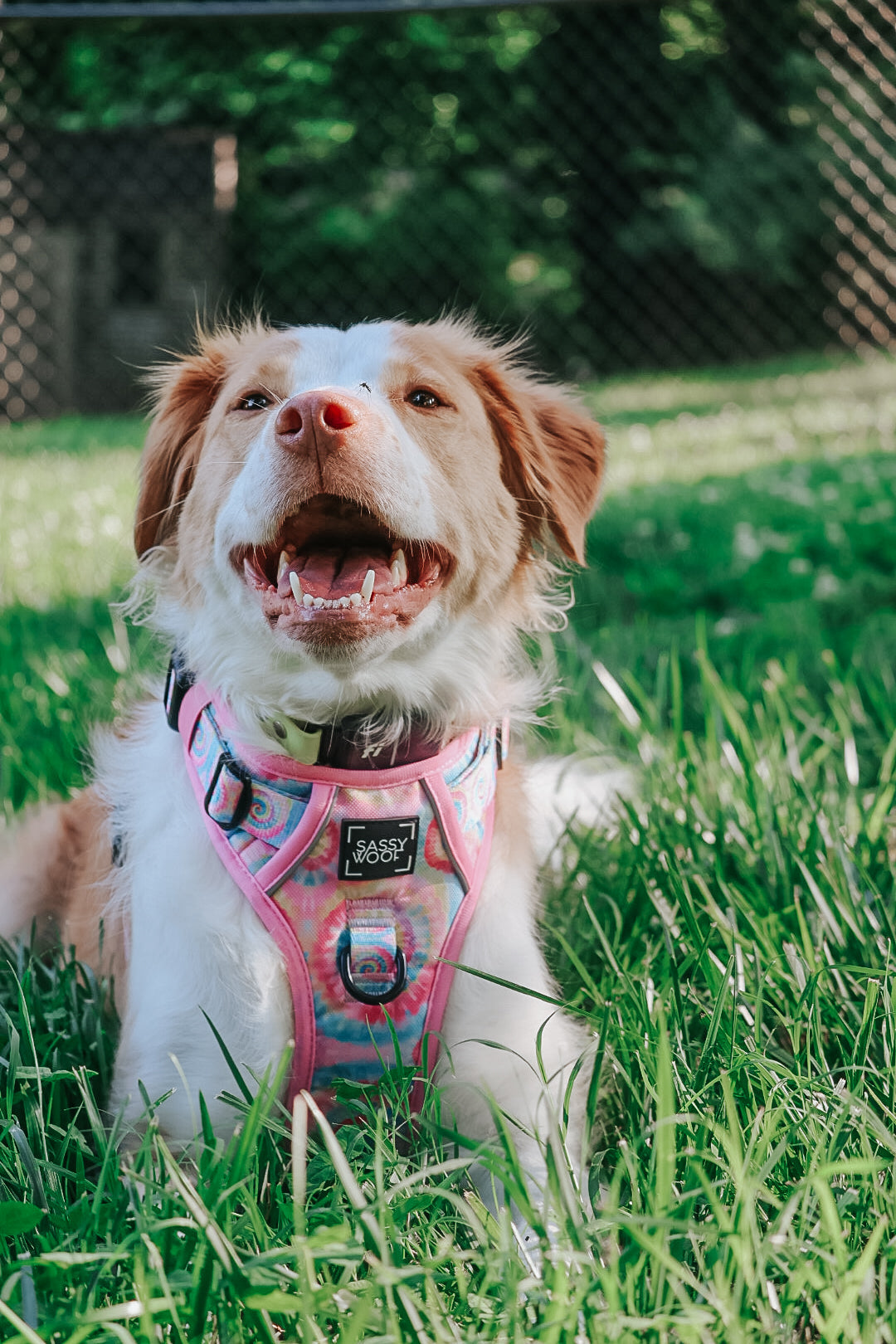 Dog Step-in Harness - Good Vibes