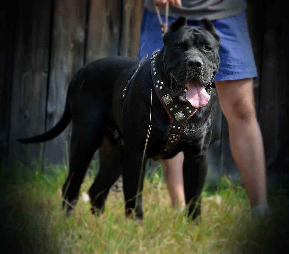 Bestia Eros Black & Red Leather Dog Harness